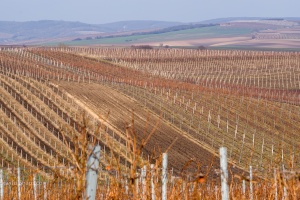 Vineyards Velke Pavlovice in the end of the winter