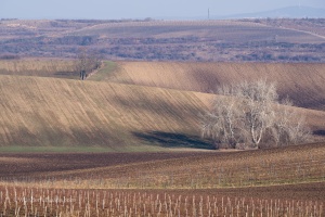 Vineyards Velke Pavlovice in the end of the winter