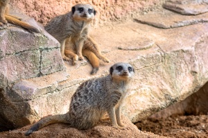 Zoo Brno – one of the first visits