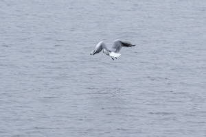 Birds fishing in the pond near Dubnany