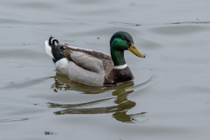 Birds fishing in the pond near Dubnany