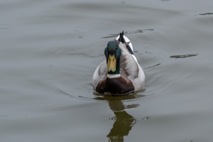 Birds fishing in the pond near Dubnany