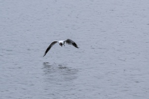 Birds fishing in the pond near Dubnany
