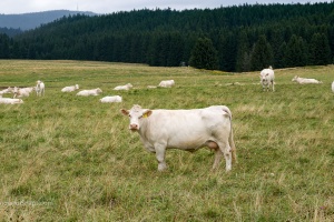 Loket castle and cloudy sky