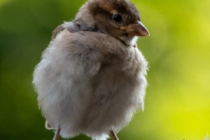 Sparrows in my garden