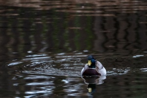 Ducks of Mercandinovy sady