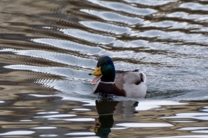 Ducks of Mercandinovy sady