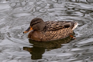 Ducks of Mercandinovy sady