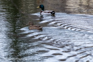 Ducks of Mercandinovy sady