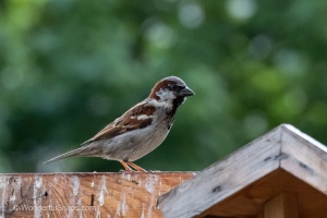 A Sparrow