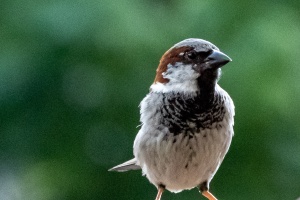 A Sparrow