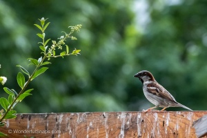 A Sparrow