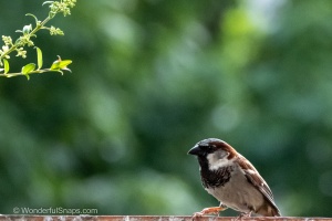 A Sparrow