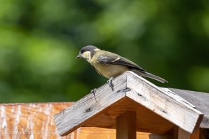 My Small Garden Haven for Titmice