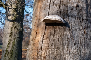 Slavkov Castle view from its park with trees