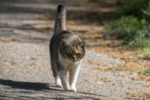 Curious Cat Wandering Through Spring Park