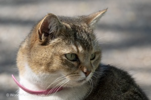 Curious Cat Wandering Through Spring Park