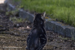 Curious Cat Wandering Through Spring Park
