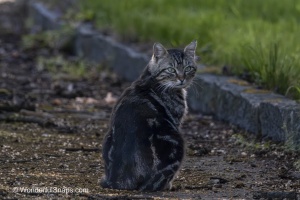 Curious Cat Wandering Through Spring Park