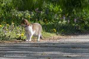 Curious Cat Wandering Through Spring Park