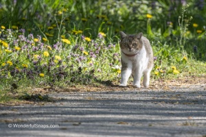 Curious Cat Wandering Through Spring Park