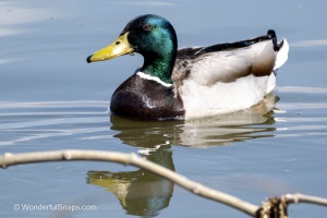 Mallards and Black-headed Gull at Jaroslavice Ponds