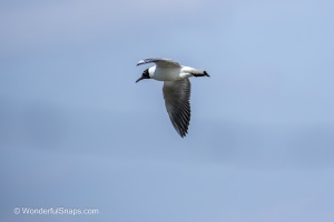 Mallards and Black-headed Gull at Jaroslavice Ponds