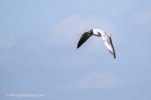 Mallards and Black-headed Gull at Jaroslavice Ponds
