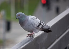 Pigeon sitting on the railing
