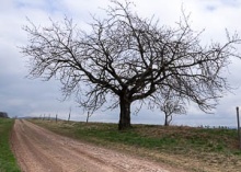 Landscape with a tree
