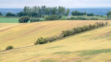 Moravian Tuscany trees and field waves in the late summer