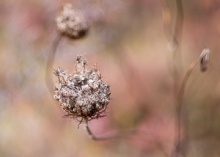 Rose hips and meadow flowers in the autumn