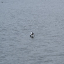 Birds fishing in the pond near Dubnany