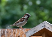 A Sparrow