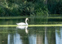 Swan and Heron in Balance