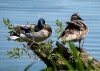 Wild Ducks at Peace in the Dubnany Waters