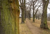 Tree alley in the park and narrow lane