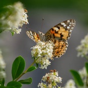 Butterfly sitting on syringe flower next to my terrace