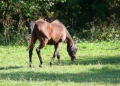 Horses grazing on a pasture